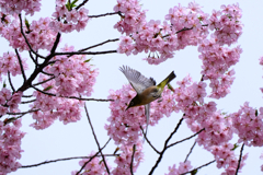 河津桜とメジロちゃん＃１