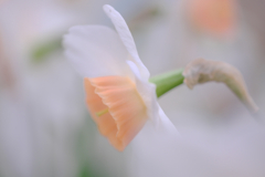 デンパーク・温室内の花たち＃１０