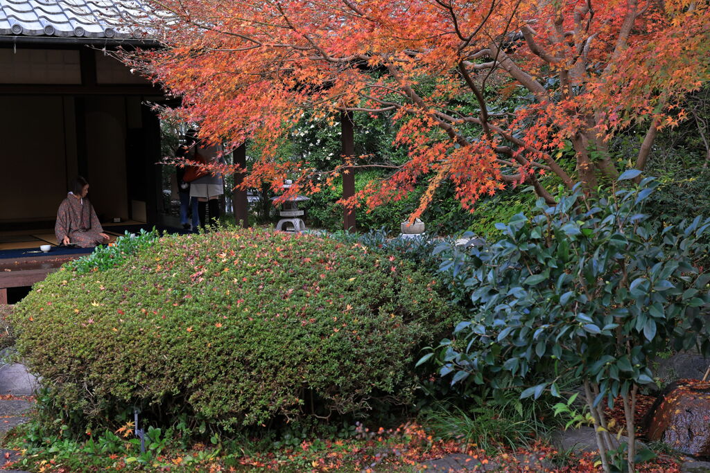 今シーズンラストの紅葉撮影＃１３