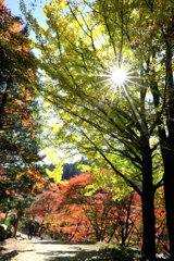 見頃の大井平公園紅葉＃３