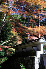 晩秋の紅葉撮影・雲興寺#2