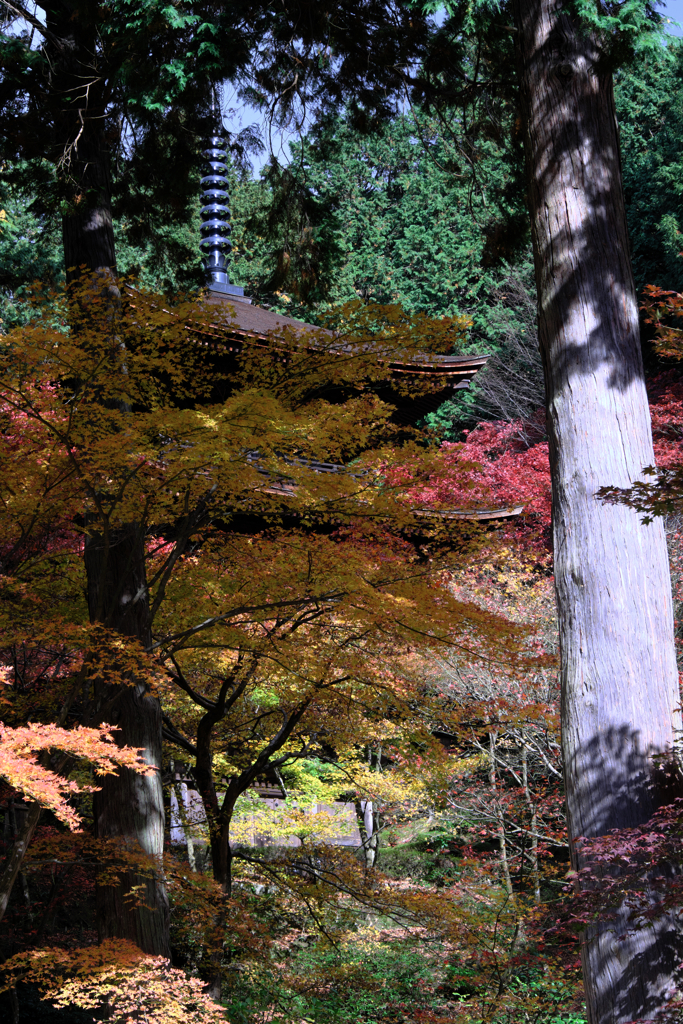 金剛輪寺の紅葉＃１０