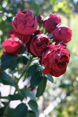 ミササガパークの秋バラ＃４