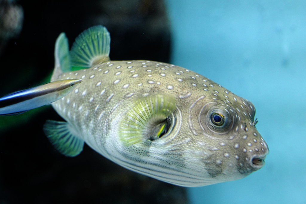 水族館魚たちの撮影＃７