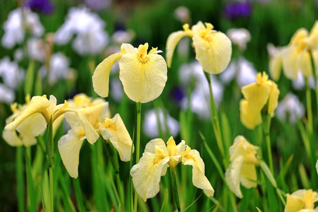 小雨が降る中での花菖蒲＃１