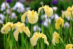 小雨が降る中での花菖蒲＃１