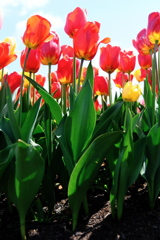 華麗な姿のチューリップ＃２