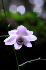 森の妖精・レンゲショウマ#9