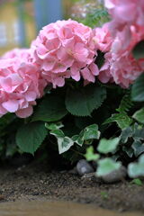 季節を先取りする花たち＃３