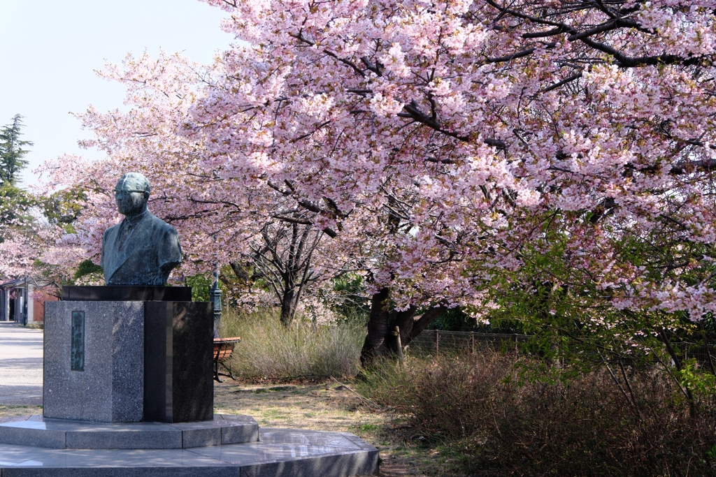 早咲きサクラが見頃＃１