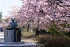 早咲きサクラが見頃＃１