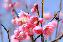 岡崎南公園の梅の花＃９