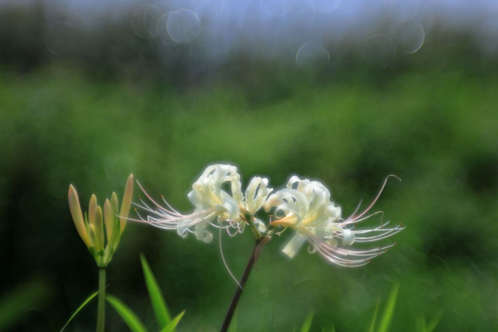 アゲハ蝶と彼岸花＃８