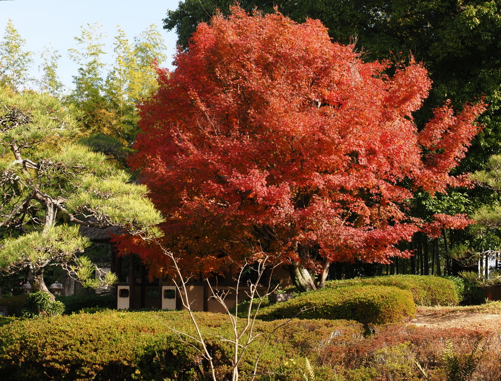 京都風情タップリ丈山苑＃１９
