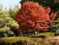 京都風情タップリ丈山苑＃１９