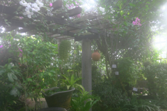 勝手にソフトフォーカス・・・・＃５