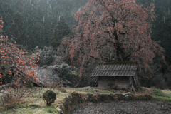 長野県根羽村・黒地の柿木#1