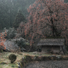 長野県根羽村・黒地の柿木＃１