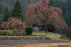 長野県根羽村・黒地の柿木#8