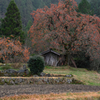 長野県根羽村・黒地の柿木＃８