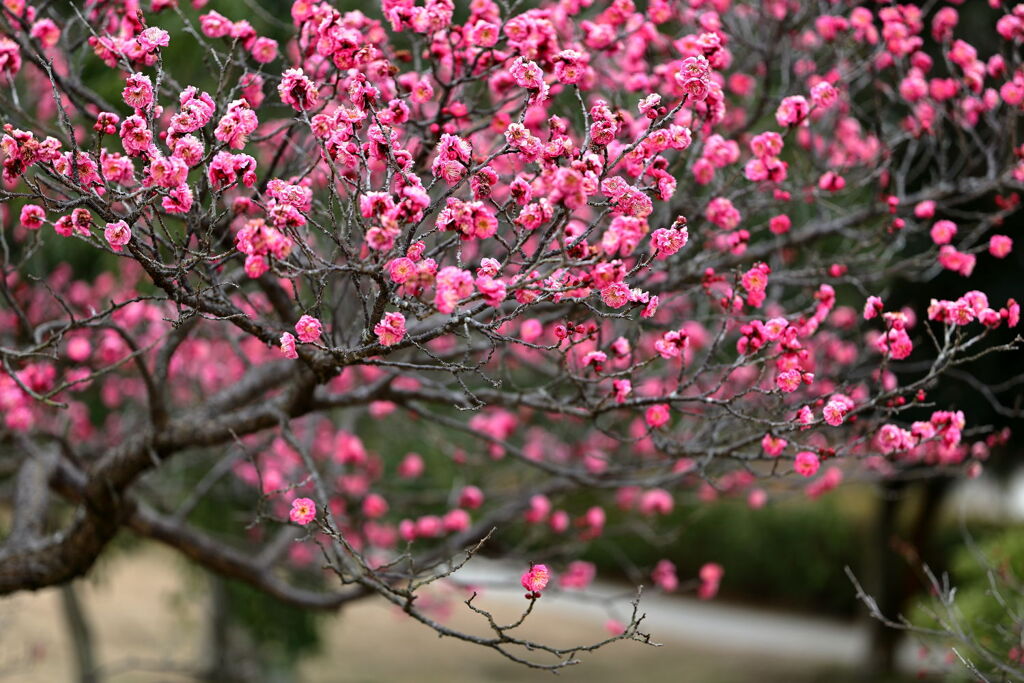 やっと咲き始めた梅の花＃８