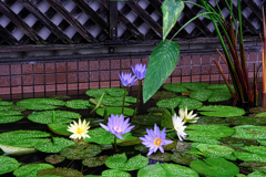 あおいパーク・スイレン見頃#7