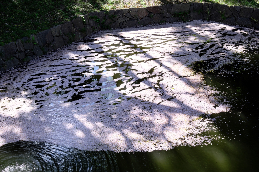 散っても美しいサクラ情景＃７