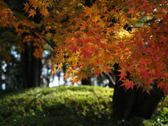 京都風情タップリ丈山苑＃１８