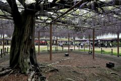 津島市・天王川の藤まつり＃３