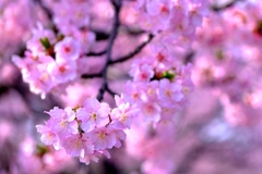 「ふれあいの道」河津桜が満開＃８