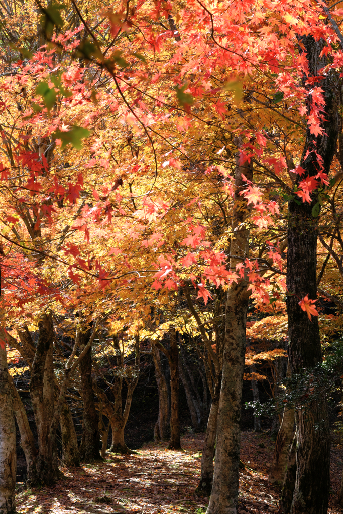 静けさ漂うタカドヤ湿地の紅葉＃８