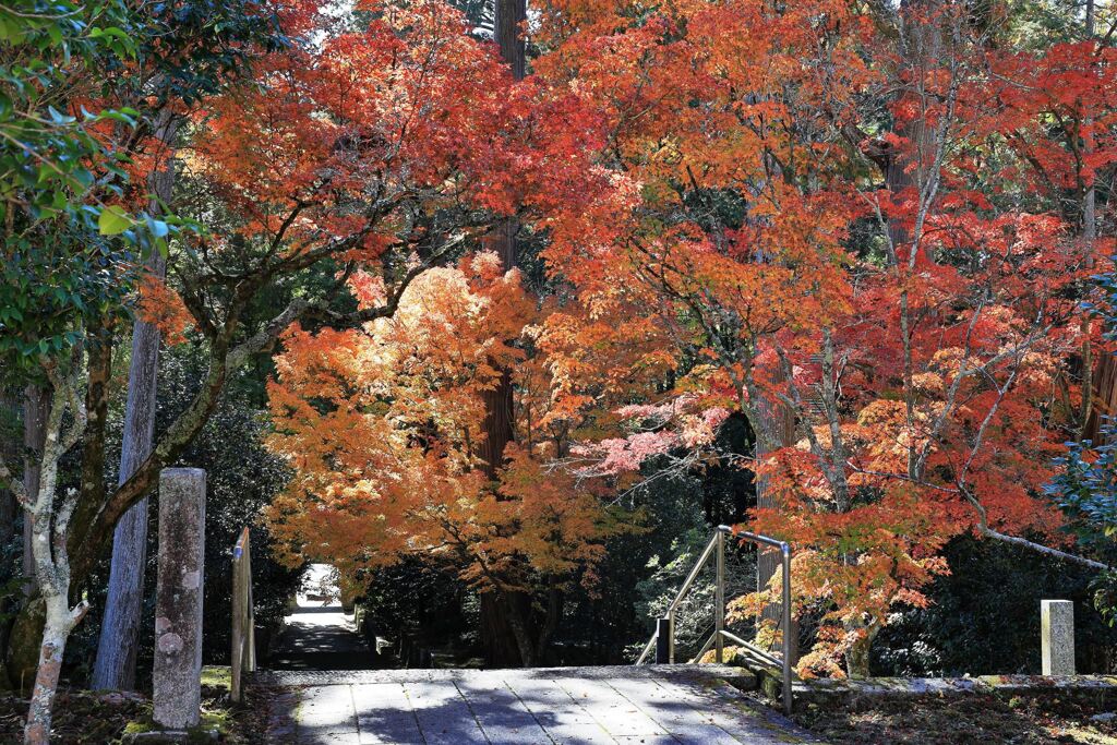 瀬戸市・雲興寺の紅葉＃８