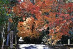 瀬戸市・雲興寺の紅葉#8