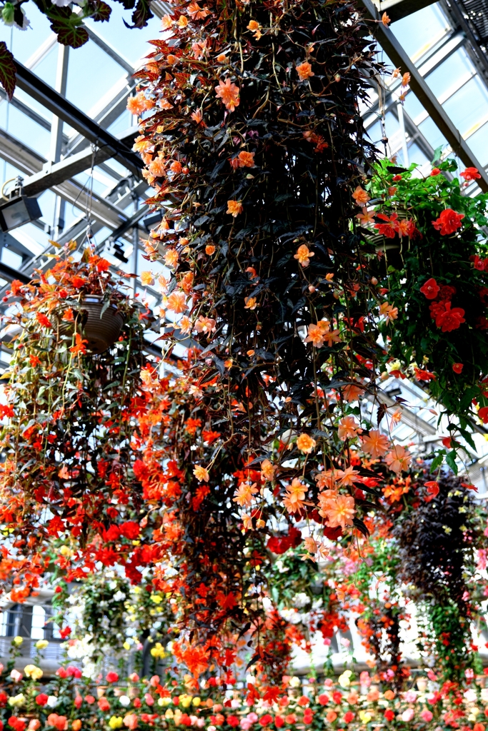 なばなの里・ベゴニアガーデン＃２