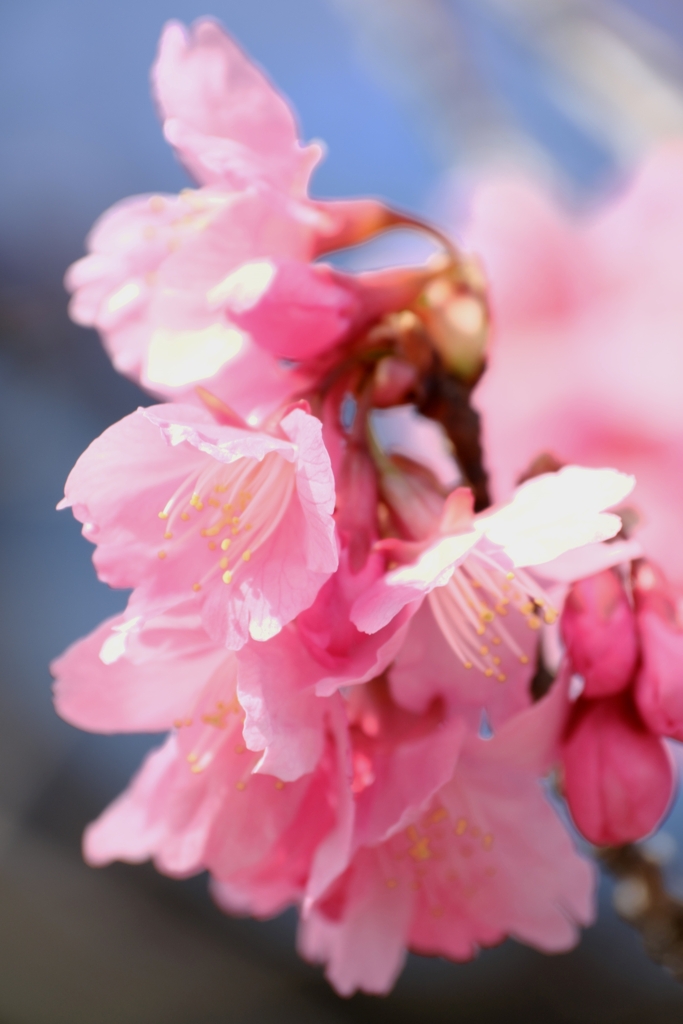 地元で咲き始めた寒緋サクラ＃９