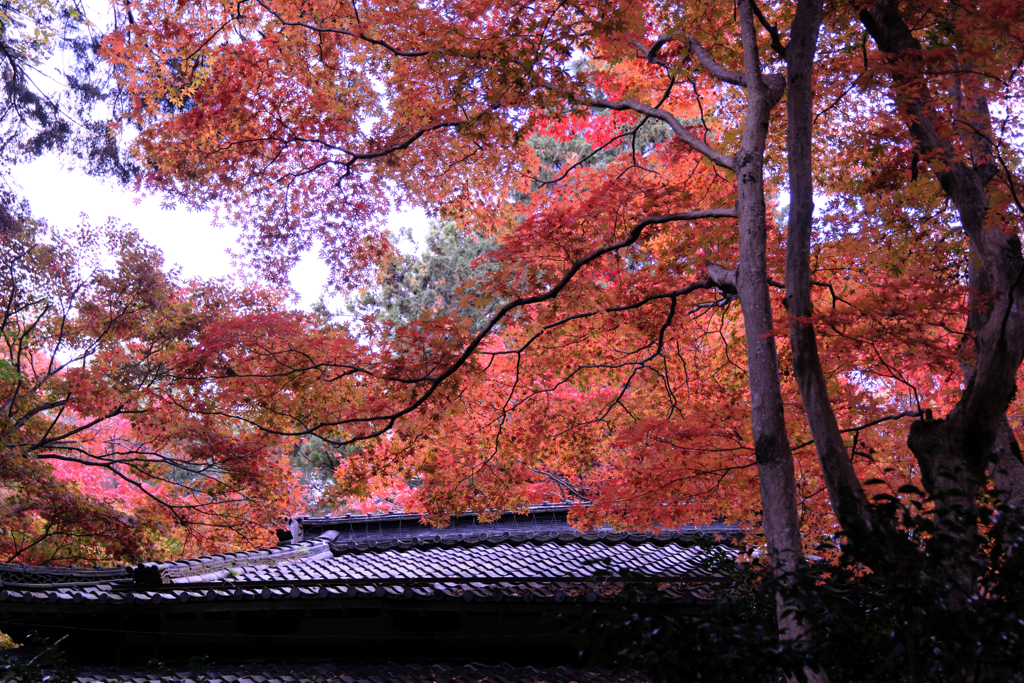 石の寺・教林坊の紅葉＃３