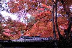 石の寺・教林坊の紅葉＃３