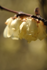 春はウキウキ花の季節＃５