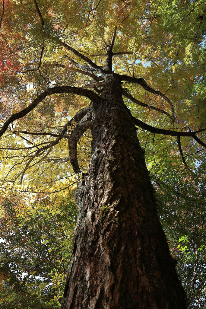 久し振りに大井平公園紅葉撮影＃４