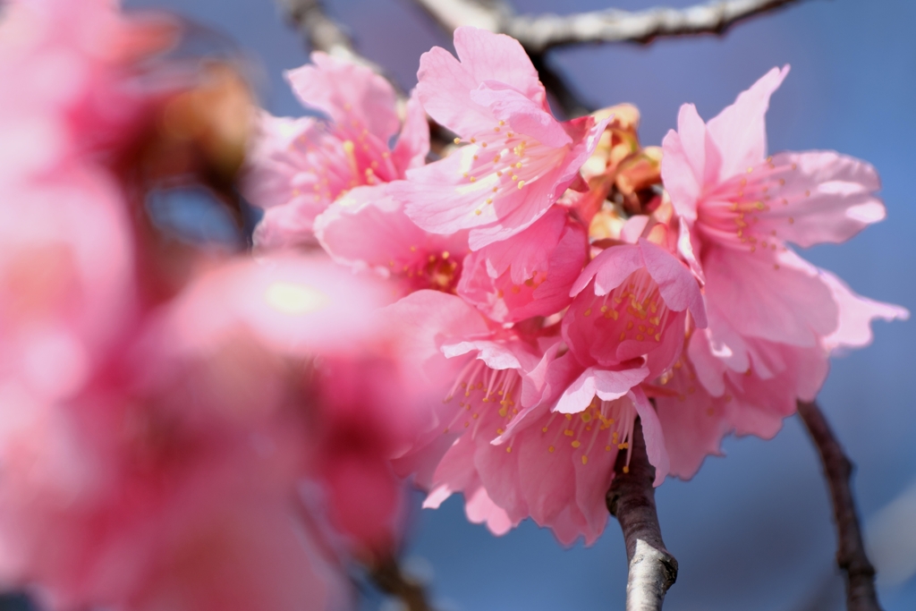 地元で咲き始めた寒緋サクラ＃８