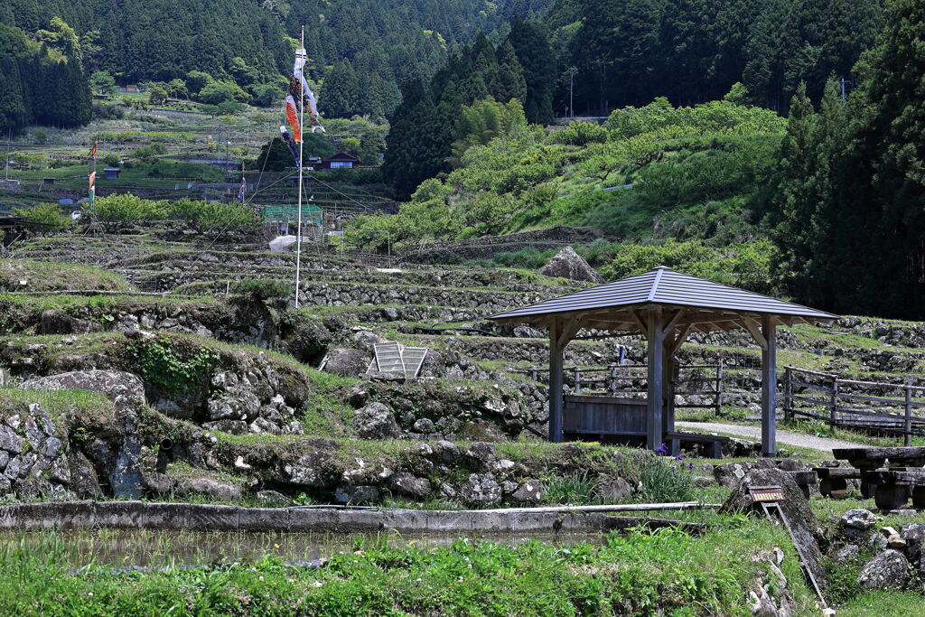 新城市・四谷千枚田棚田＃１０