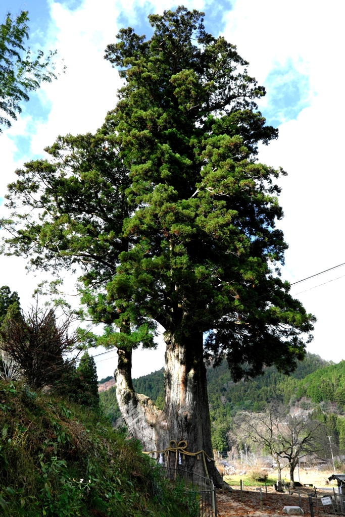 根羽村の『月瀬の大杉』＃１０