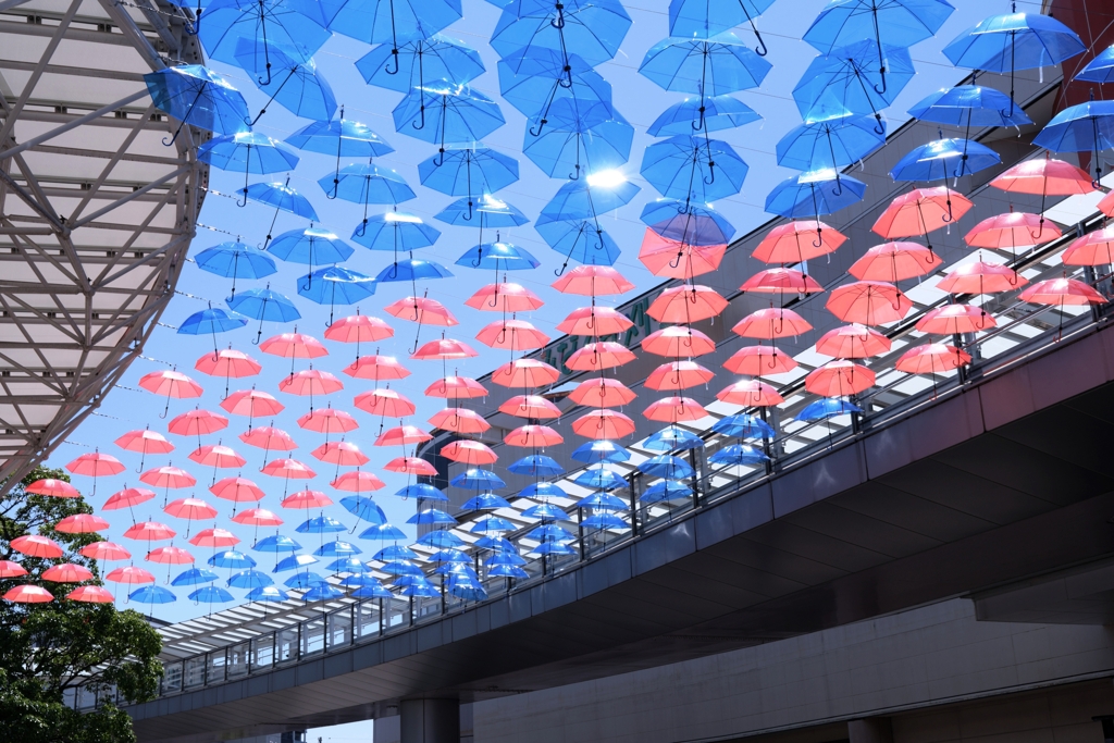 ２年振りのカリアンブレラ＃５