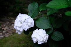 今年も逢いに本光寺の紫陽花＃６