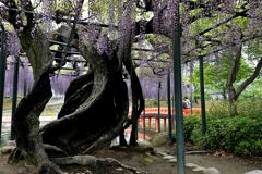 津島市・天王川の藤まつり＃２