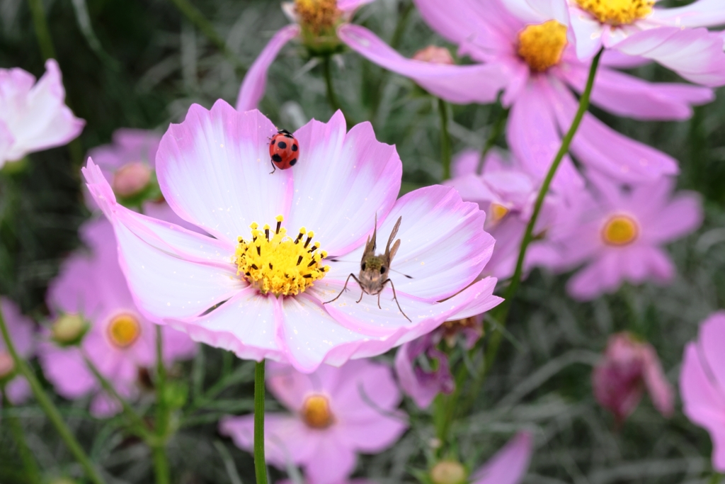 秋が深まりコスモスたちが見頃＃４