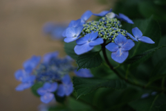 今年も逢いに本光寺の紫陽花＃９