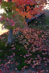 近所のお寺の紅葉ロケハン#9