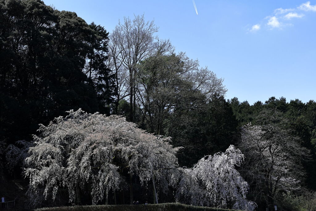 持統天皇が手植えの枝垂れサクラ＃１０