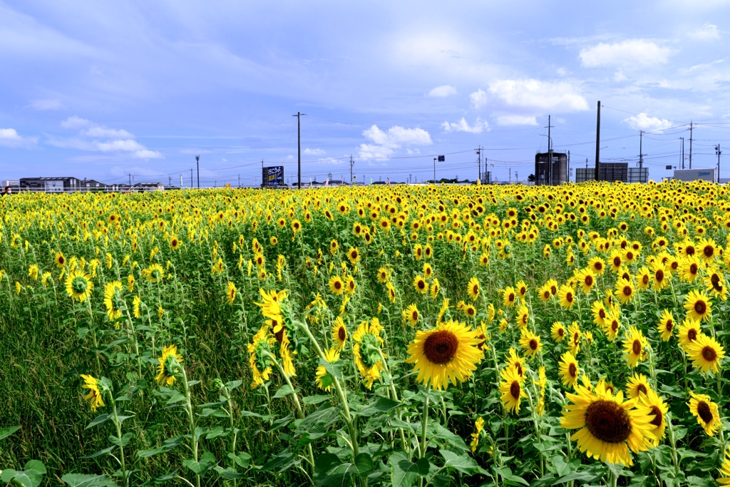 にいみ農園ヒマワリ畑＃１０